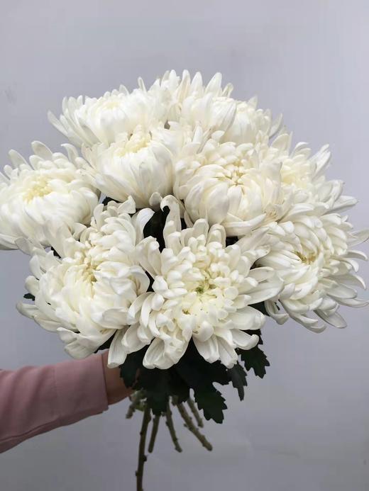 清明节花束 黄菊 白菊 花 一束 商品图4