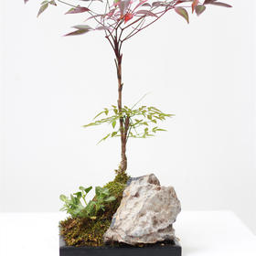 植物盆景6
