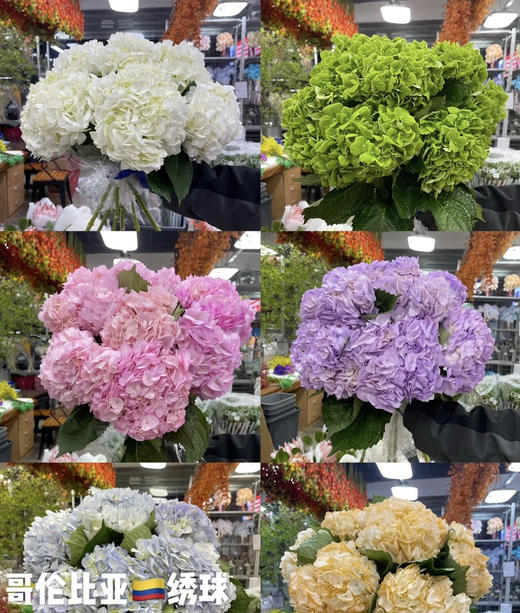 【哥伦比亚】绣球  单枝  多色可选 商品图0