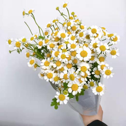 清明节花束 洋甘菊 花 一扎 商品图3