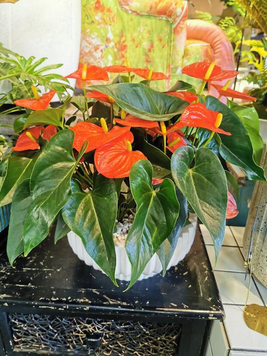 红掌组合盆栽 商品图0