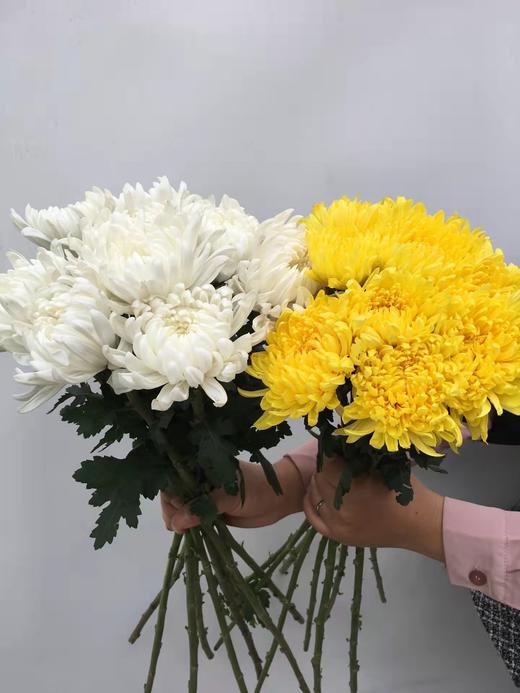 清明节花束 黄菊 白菊 花 一束 商品图2