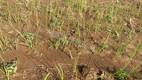 葱苗发生猝倒、立枯怎么办