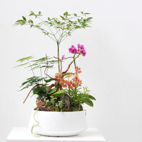 植物盆景4