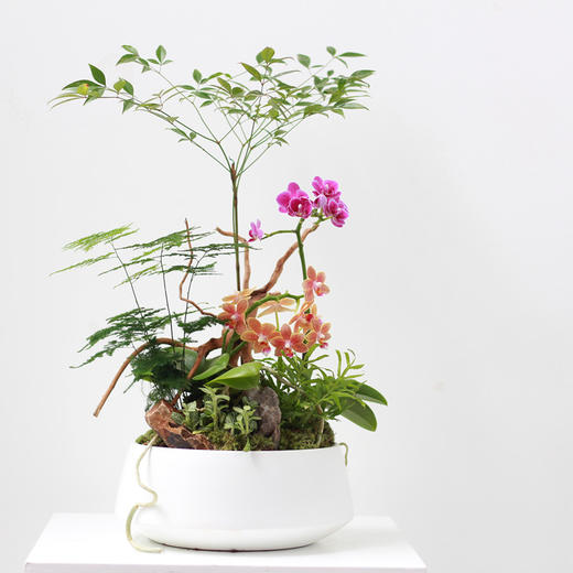 植物盆景4 商品图0