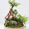 植物盆景5 商品缩略图0