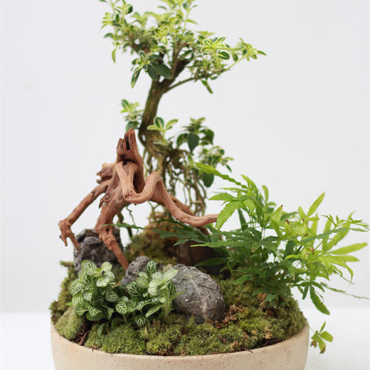 植物盆景5 商品图0