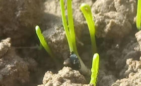 老葱种能不能种?会不会影响种子出苗率?能不能在麦茬里种葱?