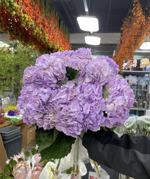 【哥伦比亚】绣球  单枝  多色可选 商品图4