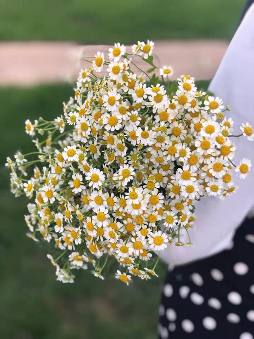 清明节花束 洋甘菊 花 一扎 商品图5