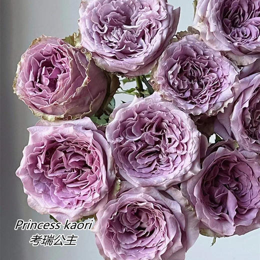 肯尼亚Princess kaori考瑞公主玫瑰花12支 商品图0