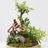 植物盆景5 商品缩略图1