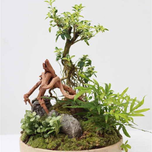 植物盆景5 商品图1