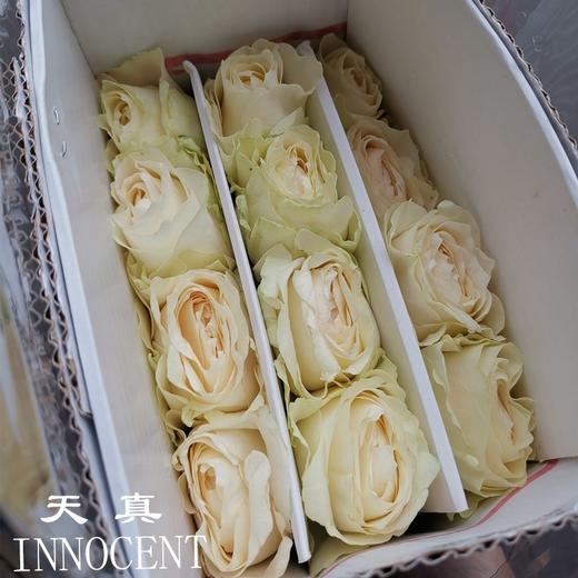 肯尼亚INNOCENT天真花园玫瑰花 商品图2