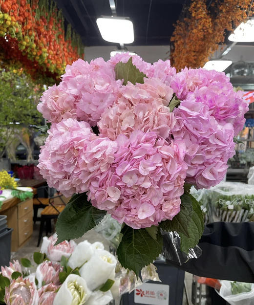 【哥伦比亚】绣球  单枝  多色可选 商品图7