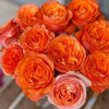 肯尼亚进口花材orbit轨道玫瑰花10支 商品缩略图2
