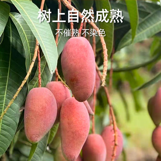 「一口爆汁」海南贵妃芒 净重3斤-9斤装 新鲜多汁 皮薄肉厚 核薄如卡 果香浓郁 口感清甜细腻 商品图4