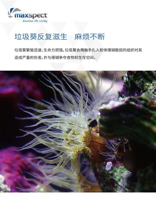 迈光垃圾葵 鬼爪清除剂 商品图1