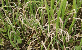 葱叶子干尖是咋回事?大葱有干尖黄叶打什么药?