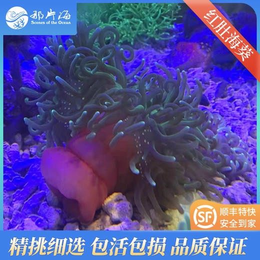 红肚海葵观赏海葵软体生物 商品图1