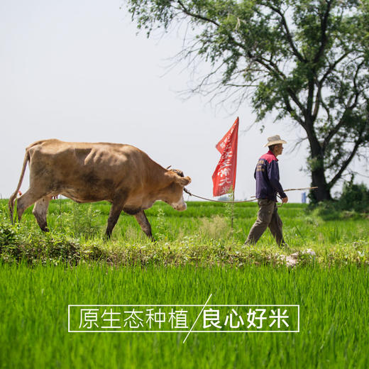 黑龙江米妹妹鲜香贡米2.5kg/贡米5kg 商品图3