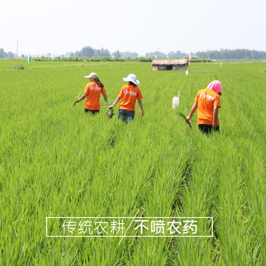 黑龙江米妹妹鲜香贡米2.5kg/贡米5kg 商品图4