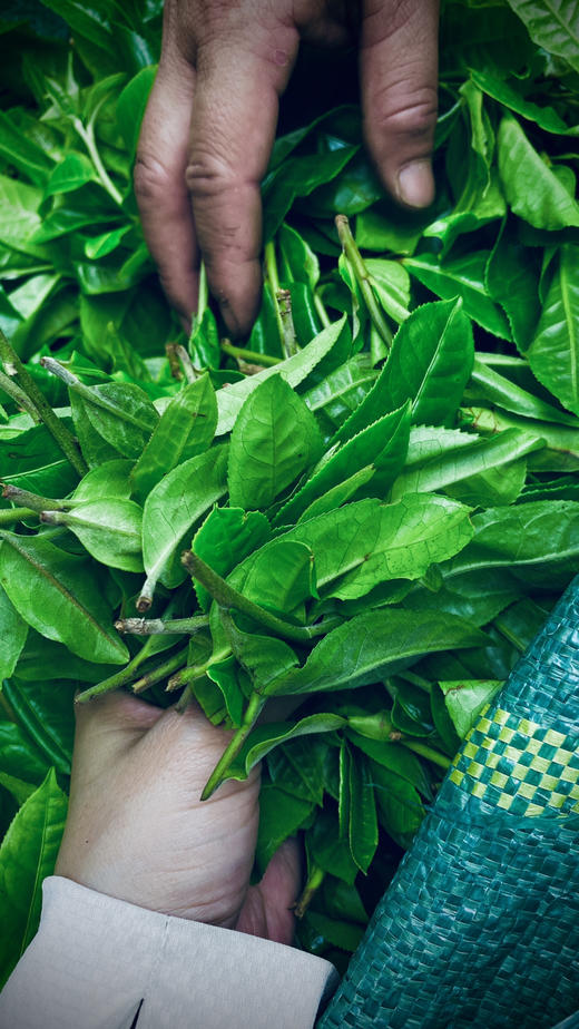 【2024薄荷塘】 Ⅰ类高杆古树，易武精微产区 商品图10