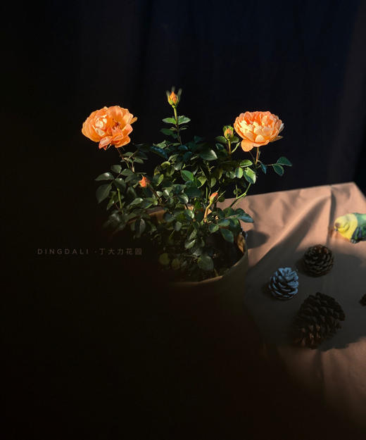 【多头月季盆栽】180#果汁阳台1盆+180#二乔月季1盆+送肥料1包/份（园艺盆发货） 商品图2