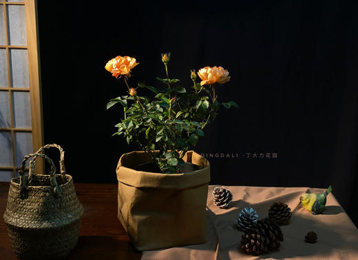 【多头月季盆栽】180#果汁阳台1盆+180#二乔月季1盆+送肥料1包/份（园艺盆发货） 商品图1