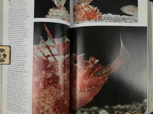 1974年下半年合订本 国家地理杂志 约千幅彩色插图 精装16开 商品图8