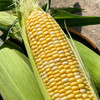 【云南水果玉米】皮薄脆嫩、颗粒饱满、口感鲜甜、健康营养 商品缩略图1