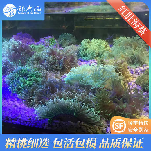 红肚海葵观赏海葵软体生物 商品图2