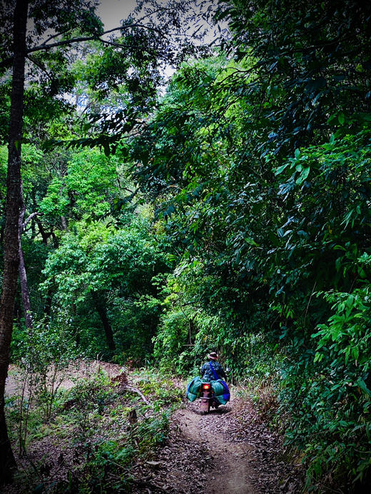 【2024薄荷塘】 Ⅰ类高杆古树，易武精微产区 商品图2