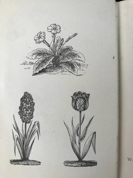 约19世纪后期 卡尔佩珀英国草药图鉴 约20余页插图 漆布精装64开 商品图2