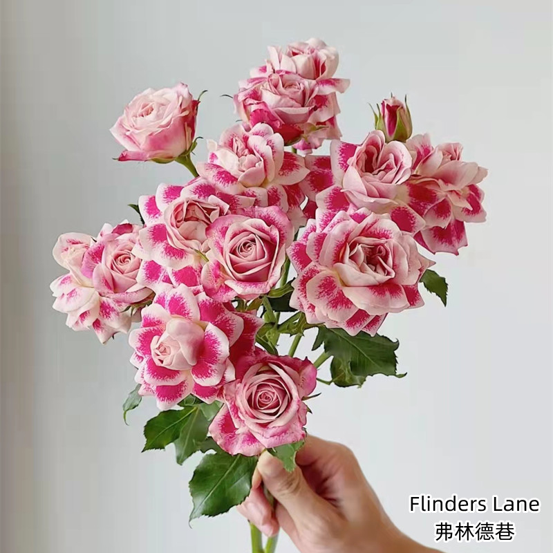 肯尼亚进口Flinders Lane弗林德巷多头玫瑰12支