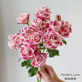 肯尼亚进口Flinders Lane弗林德巷多头玫瑰12支