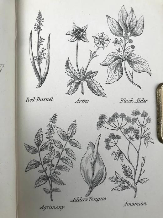 约19世纪后期 卡尔佩珀英国草药图鉴 约20余页插图 漆布精装64开 商品图10