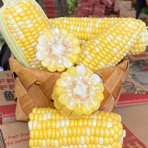 【云南水果玉米】皮薄脆嫩、颗粒饱满、口感鲜甜、健康营养 商品图5