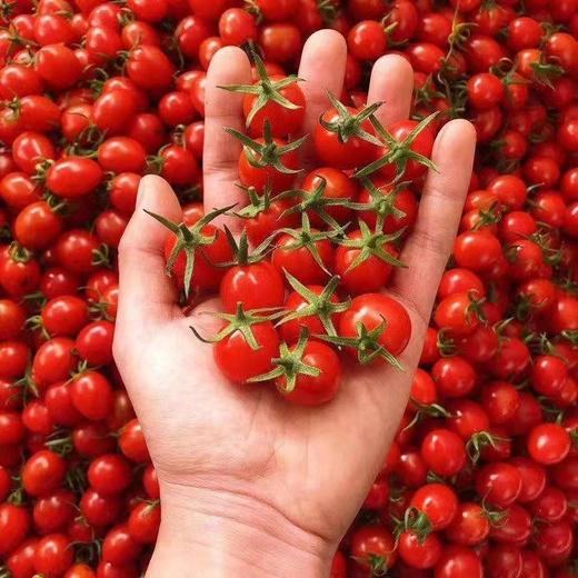 XZG- 樱桃小千禧 1斤/盒～13元 2斤/盒～22元 商品图0