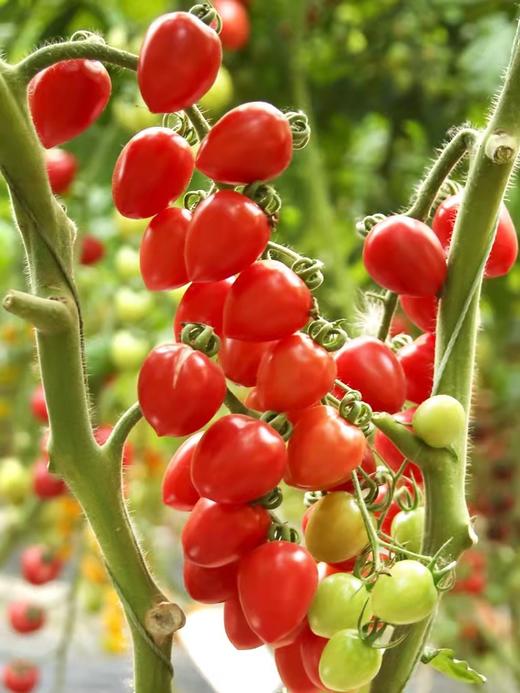 XZG- 樱桃小千禧 1斤/盒～13元 2斤/盒～22元 商品图1