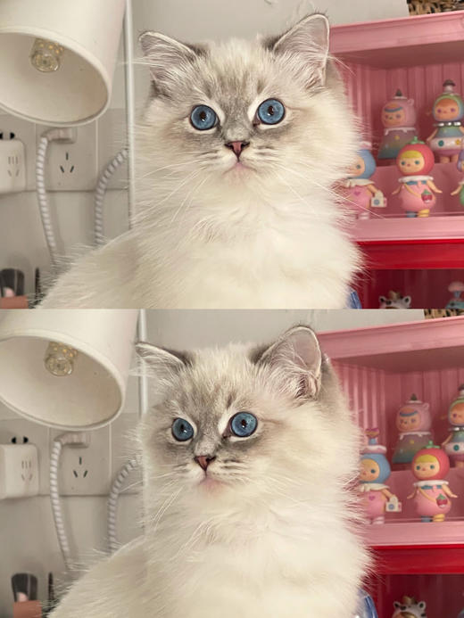 半年抛beenana早安小布偶  直径14.2mm着色13.4mm 750余1/850缺货 其余度数现货发货快 商品图7