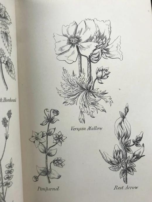 约19世纪后期 卡尔佩珀英国草药图鉴 约20余页插图 漆布精装64开 商品图6