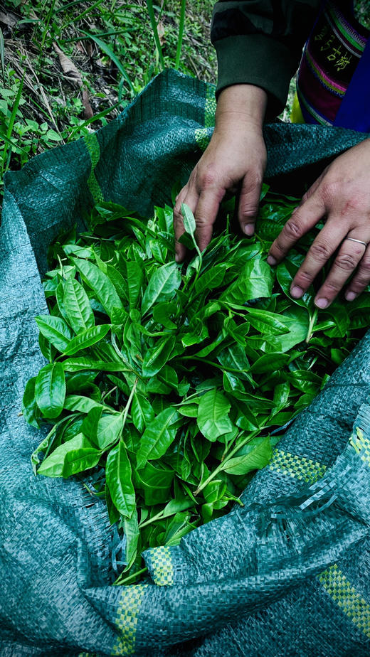 【2024薄荷塘】 Ⅰ类高杆古树，易武精微产区 商品图1