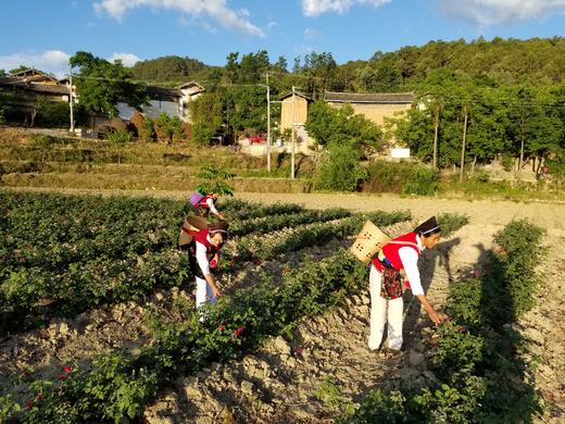 糖溪果——云南大理头水墨红玫瑰（50克/瓶） 商品图3