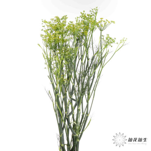 配花 | 茴香 商品图2