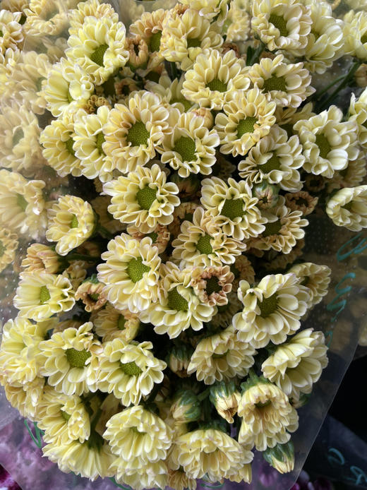 精品小菊罗西香槟10支扎