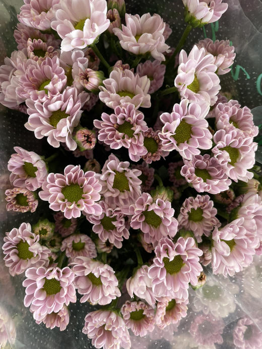 【精品小菊】罗西浅粉 10支/扎（深浅色随机） 商品图3