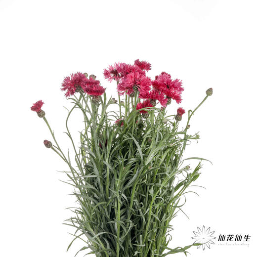配花 | 矢车菊深粉色 商品图6