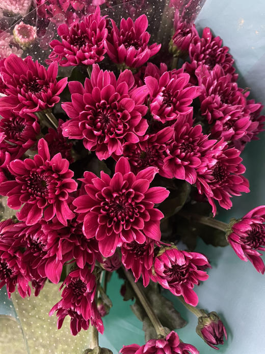 精品小菊紫丹特10支扎