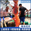 【野生】超低温 东海红虾（船活冻）500g/盒 商品缩略图0